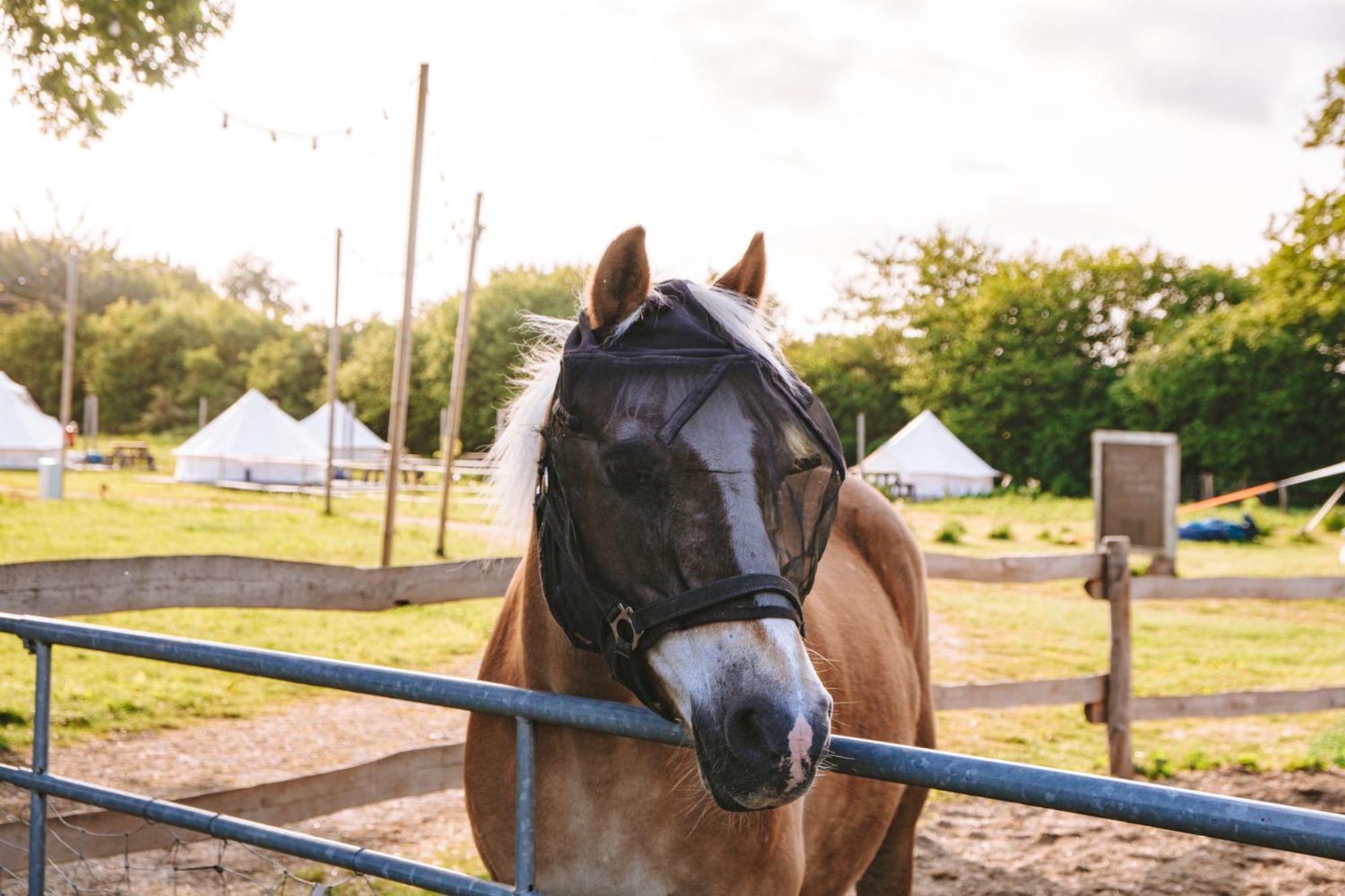 ホテル Domo Camp - Nature Glamping Hof Viehbrook Rendswuhren エクステリア 写真